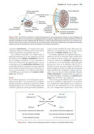 Langman.embriologia.medica.12ª