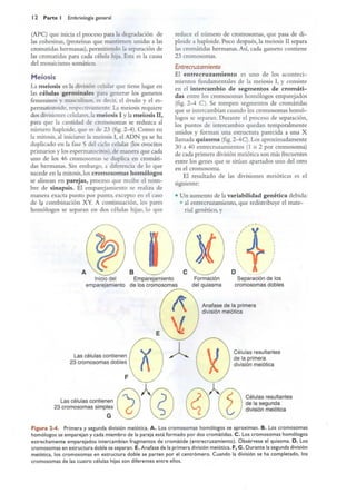 Langman.embriologia.medica.12ª