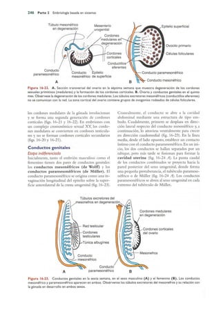 Langman.embriologia.medica.12ª