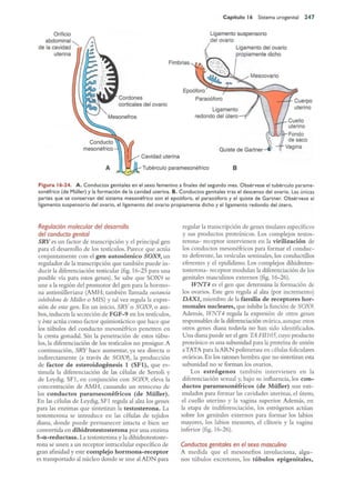 Langman.embriologia.medica.12ª
