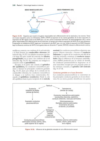 Langman.embriologia.medica.12ª