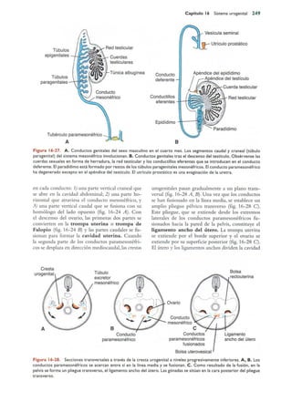 Langman.embriologia.medica.12ª