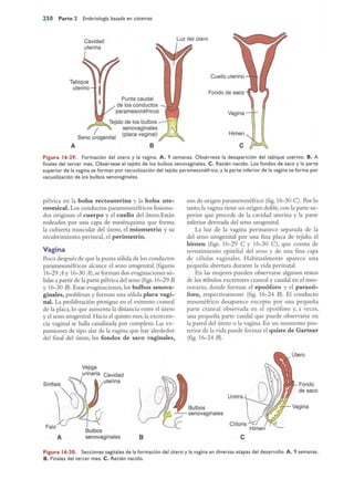 Langman.embriologia.medica.12ª