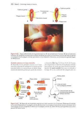 Langman.embriologia.medica.12ª