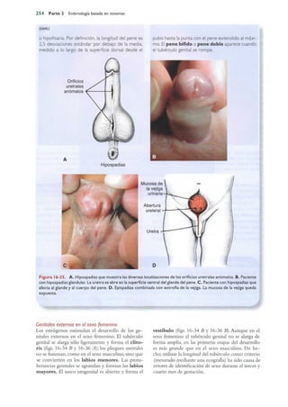 Langman.embriologia.medica.12ª