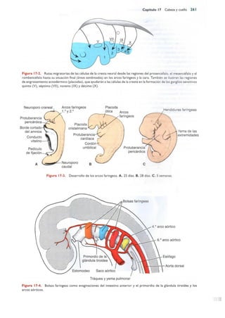 Langman.embriologia.medica.12ª