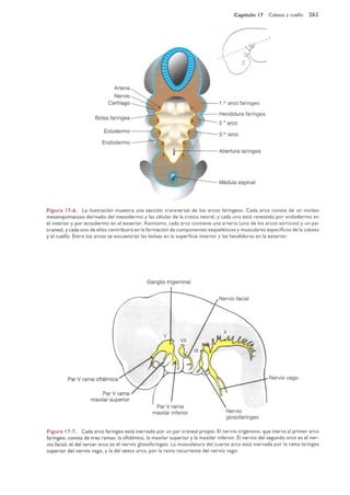 Langman.embriologia.medica.12ª