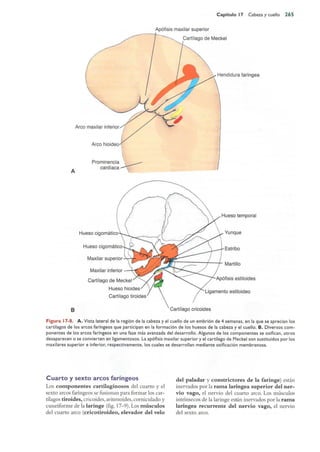 Langman.embriologia.medica.12ª