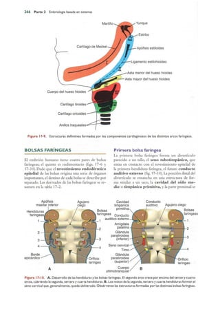 Langman.embriologia.medica.12ª