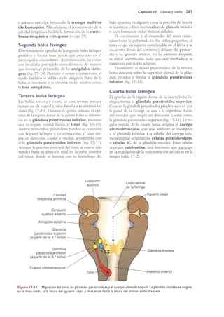 Langman.embriologia.medica.12ª