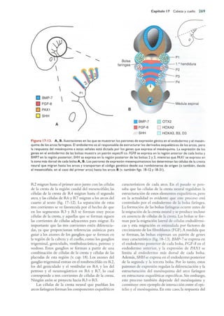 Langman.embriologia.medica.12ª