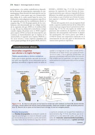 Langman.embriologia.medica.12ª