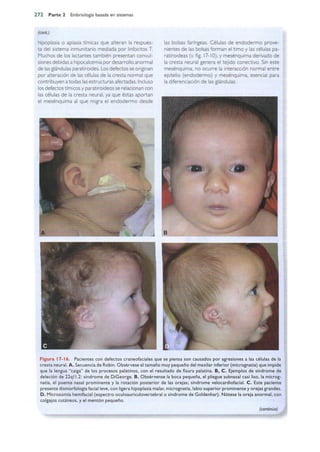 Langman.embriologia.medica.12ª