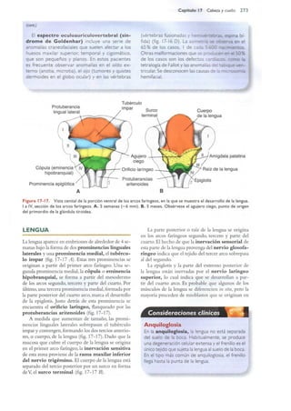 Langman.embriologia.medica.12ª