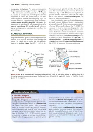 Langman.embriologia.medica.12ª