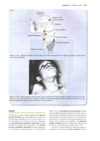 Langman.embriologia.medica.12ª