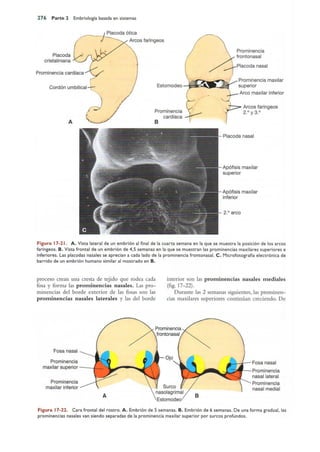 Langman.embriologia.medica.12ª