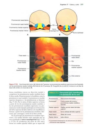 Langman.embriologia.medica.12ª