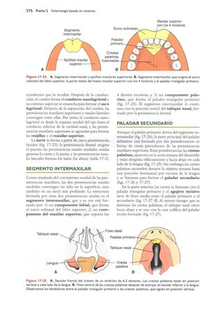 Langman.embriologia.medica.12ª