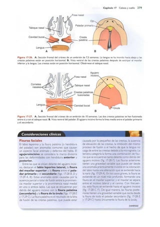 Langman.embriologia.medica.12ª