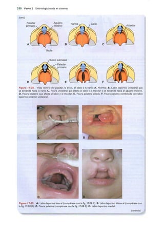 Langman.embriologia.medica.12ª
