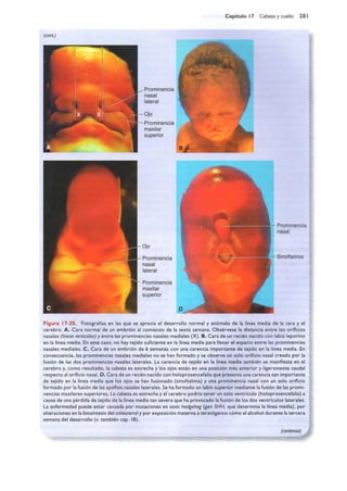 Langman.embriologia.medica.12ª