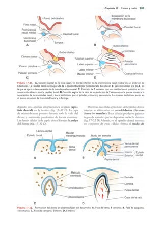 Langman.embriologia.medica.12ª