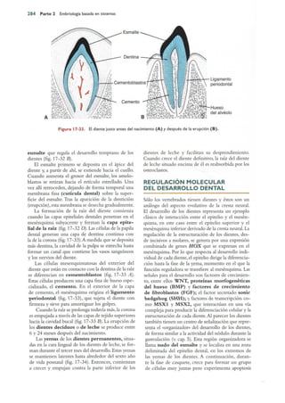 Langman.embriologia.medica.12ª