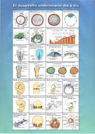 Langman.embriologia.medica.12ª