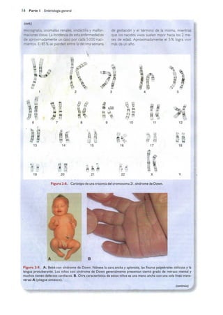 Langman.embriologia.medica.12ª