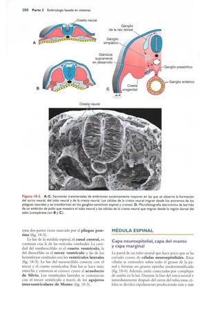 Langman.embriologia.medica.12ª