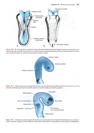 Langman.embriologia.medica.12ª