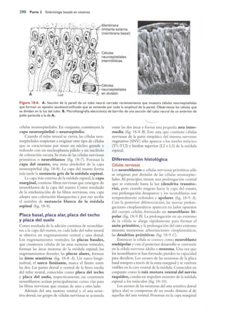 Langman.embriologia.medica.12ª