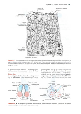 Langman.embriologia.medica.12ª