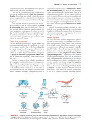 Langman.embriologia.medica.12ª