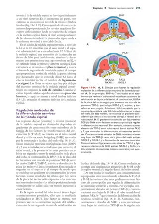 Langman.embriologia.medica.12ª