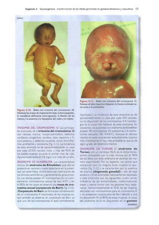 Langman.embriologia.medica.12ª