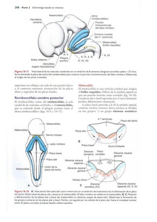 Langman.embriologia.medica.12ª