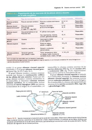 Langman.embriologia.medica.12ª