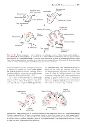 Langman.embriologia.medica.12ª