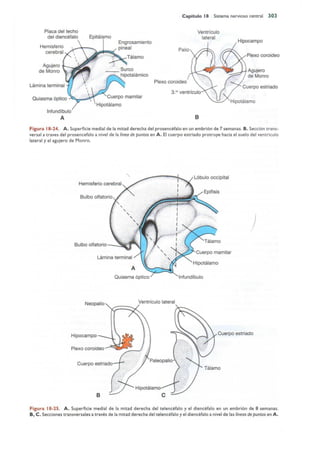Langman.embriologia.medica.12ª
