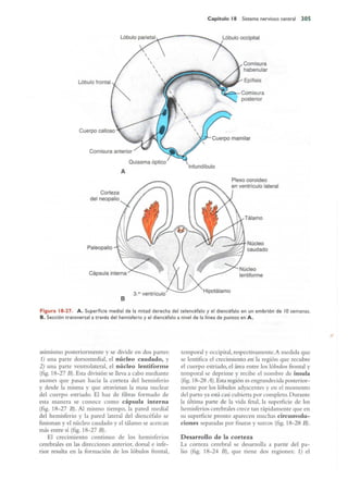 Langman.embriologia.medica.12ª