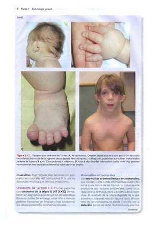 Langman.embriologia.medica.12ª