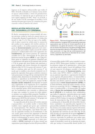 Langman.embriologia.medica.12ª