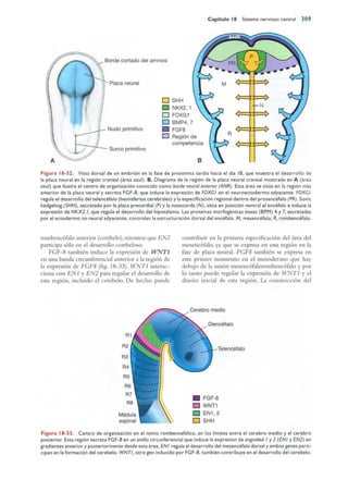 Langman.embriologia.medica.12ª