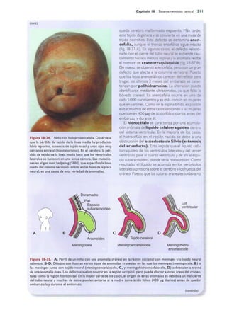 Langman.embriologia.medica.12ª