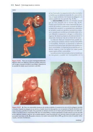 Langman.embriologia.medica.12ª