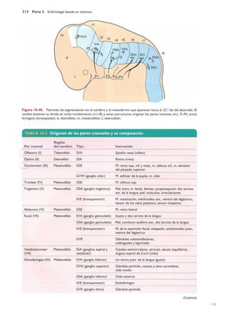 Langman.embriologia.medica.12ª