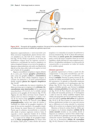 Langman.embriologia.medica.12ª