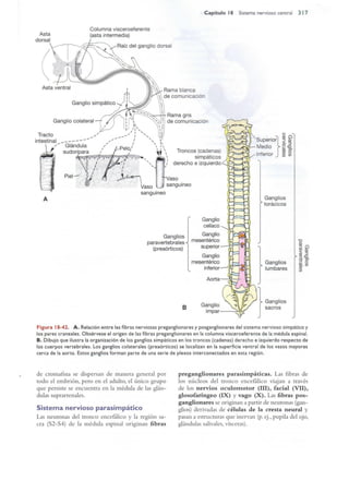 Langman.embriologia.medica.12ª